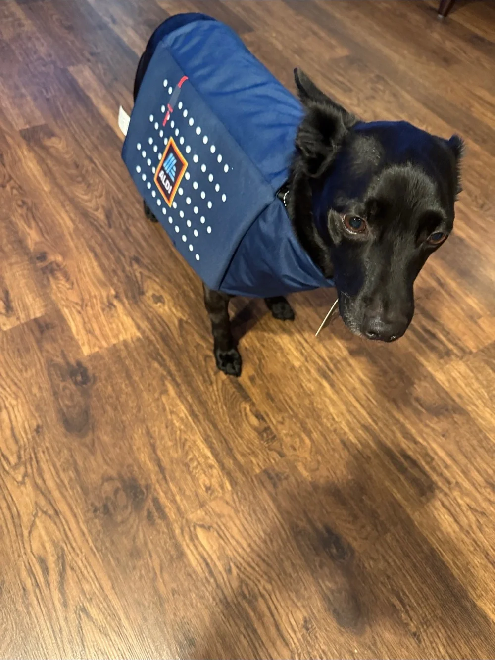 Navy Blue Logo Halloween Costume  Medium